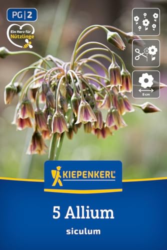 kiepenkerl-sizilianischer-honiglauch-2700000-blumenzwiebeln image 8