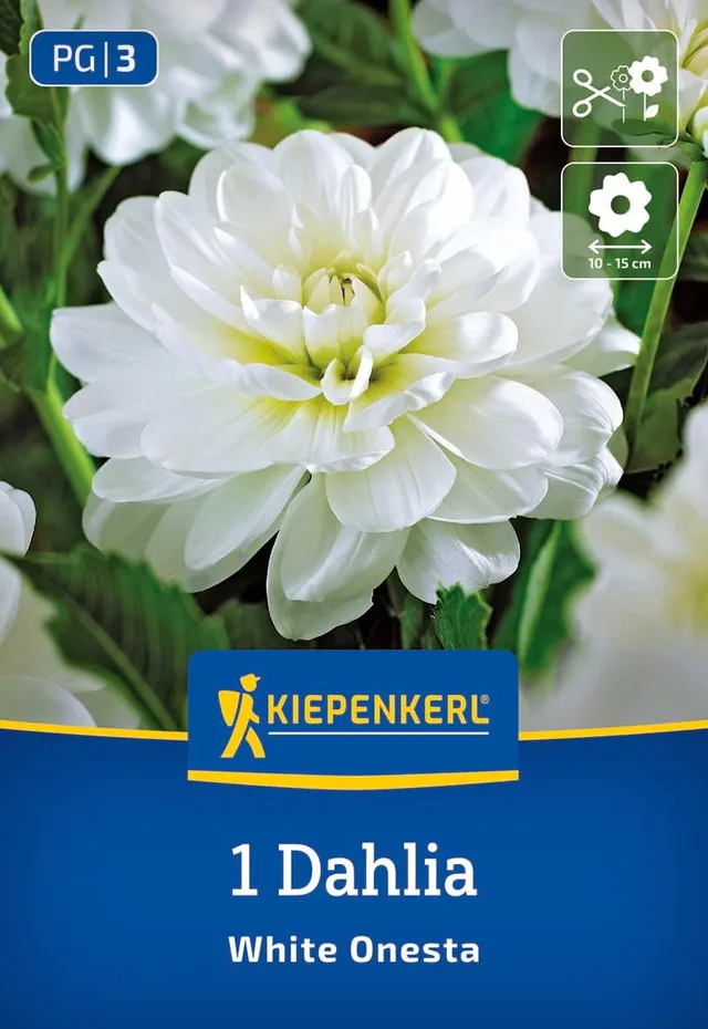 kiepenkerl-seerosen-dahlie-white-onesta-blumenzwiebeln image 1