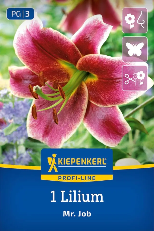 kiepenkerl-profi-line-baumlilie-mr-job-2750005-duft-lilienzwiebeln image 1
