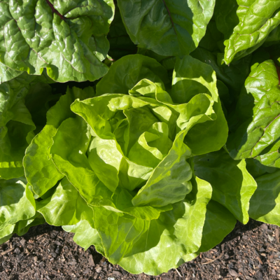 samen-maier-bio-kopfsalat-ovation-saatgut-2 image 6