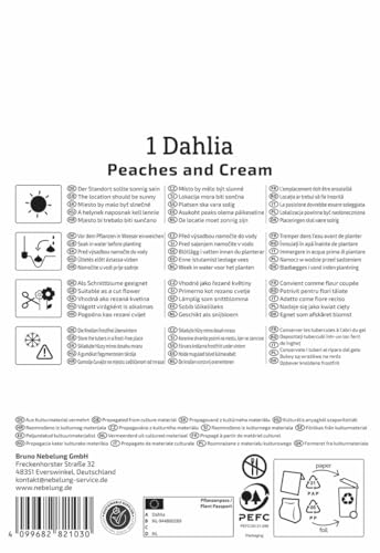 kiepenkerl-dekorative-dahlie-peaches-and-cream-blumenzwiebeln-gelb-rot image 8