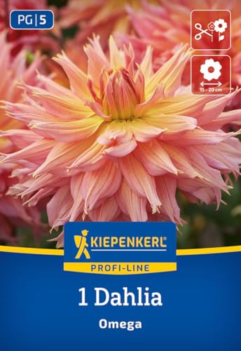 kiepenkerl-profi-line-riesenbl-ten-dahlie-omega-blumenzwiebeln-lachsrosa-hellgel image 7