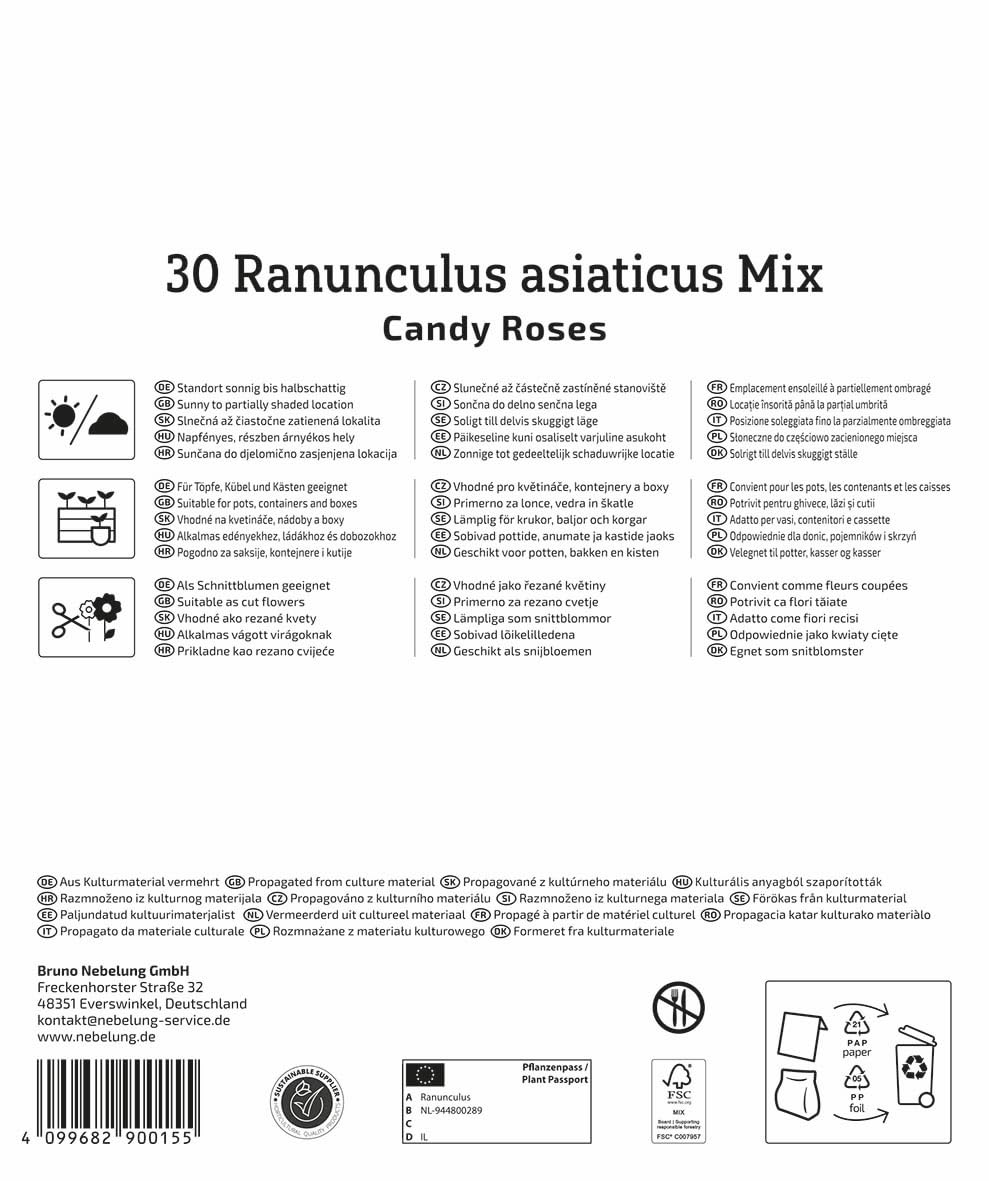 kiepenkerl-ranunkeln-candy-roses-mega-pack-30-gef-llte-knollen image 2