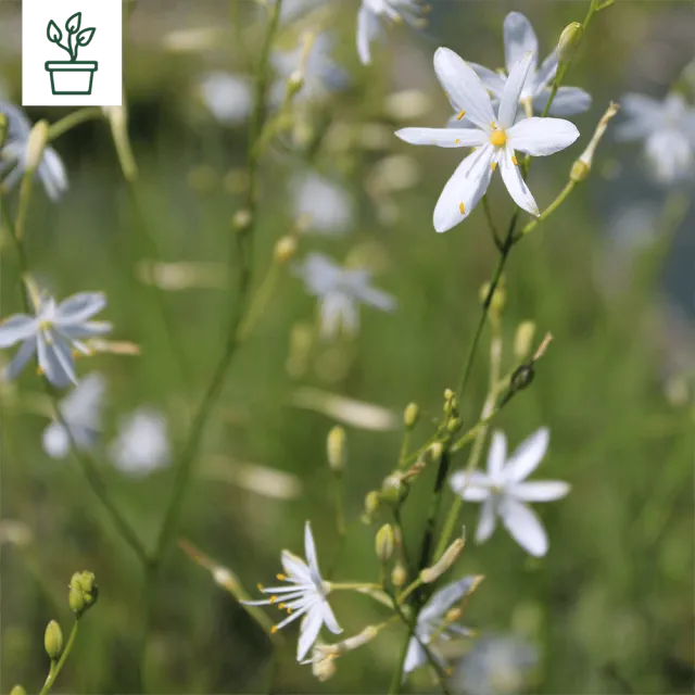 samen-maier-bio-stige-graslilie-anthericum-ramosum-topf image 1