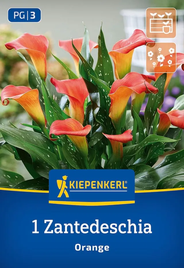 kiepenkerl-calla-orange-3650002-blumenzwiebeln-zantedeschia image 1