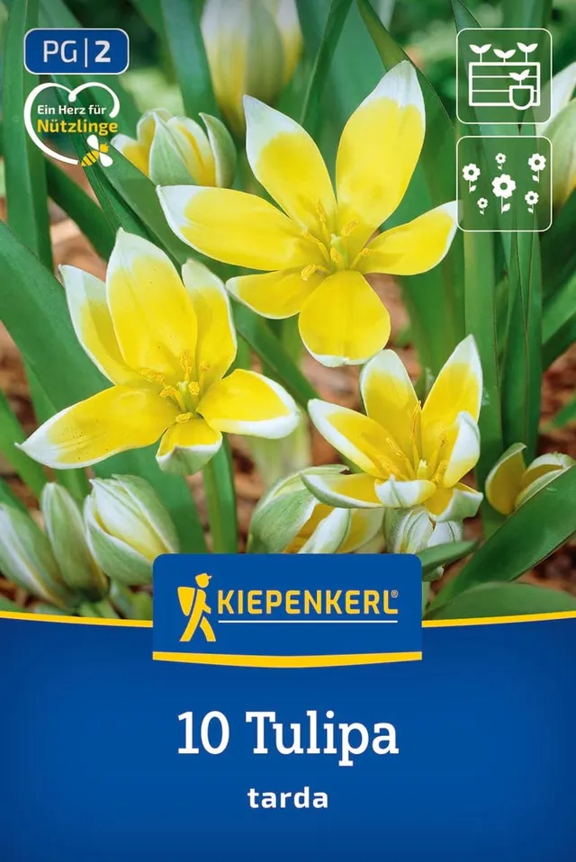 kiepenkerl-wildtulpe-tulipa-tarda-2000048-gelb-wei-10-cm image 1