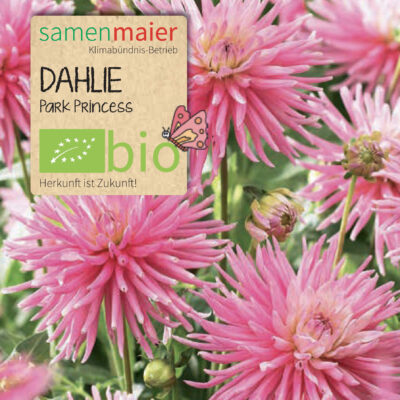 samen-maier-bio-dahlie-park-princess-blumenzwiebel image 2