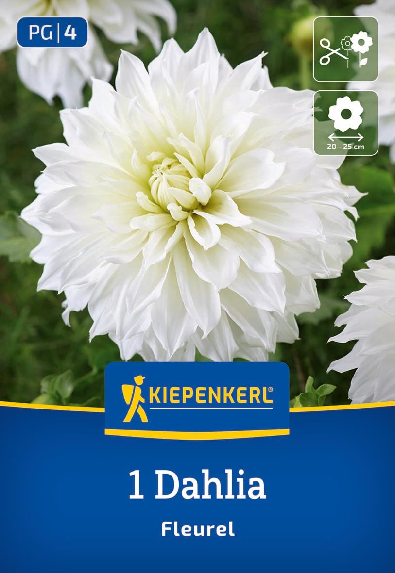 kiepenkerl-gro-bl-tige-dekorativ-dahlie-fleurel-blumenzwiebeln-wei-22-cm-bl-te-b image 1