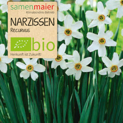 samen-maier-bio-narzissen-recurvus-blumenzwiebeln-wei-duftend image 2