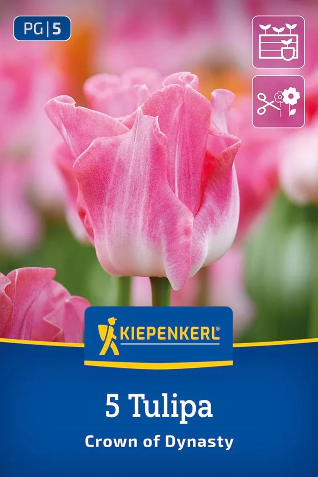 kiepenkerl-kronentulpe-crown-of-dynasty-blumenzwiebeln image 1