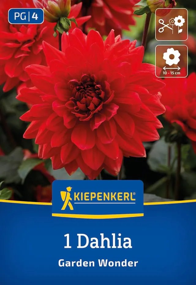 kiepenkerl-dekorative-dahlie-garden-wonder-blumenzwiebeln-gl-hend-rot-80-cm image 1