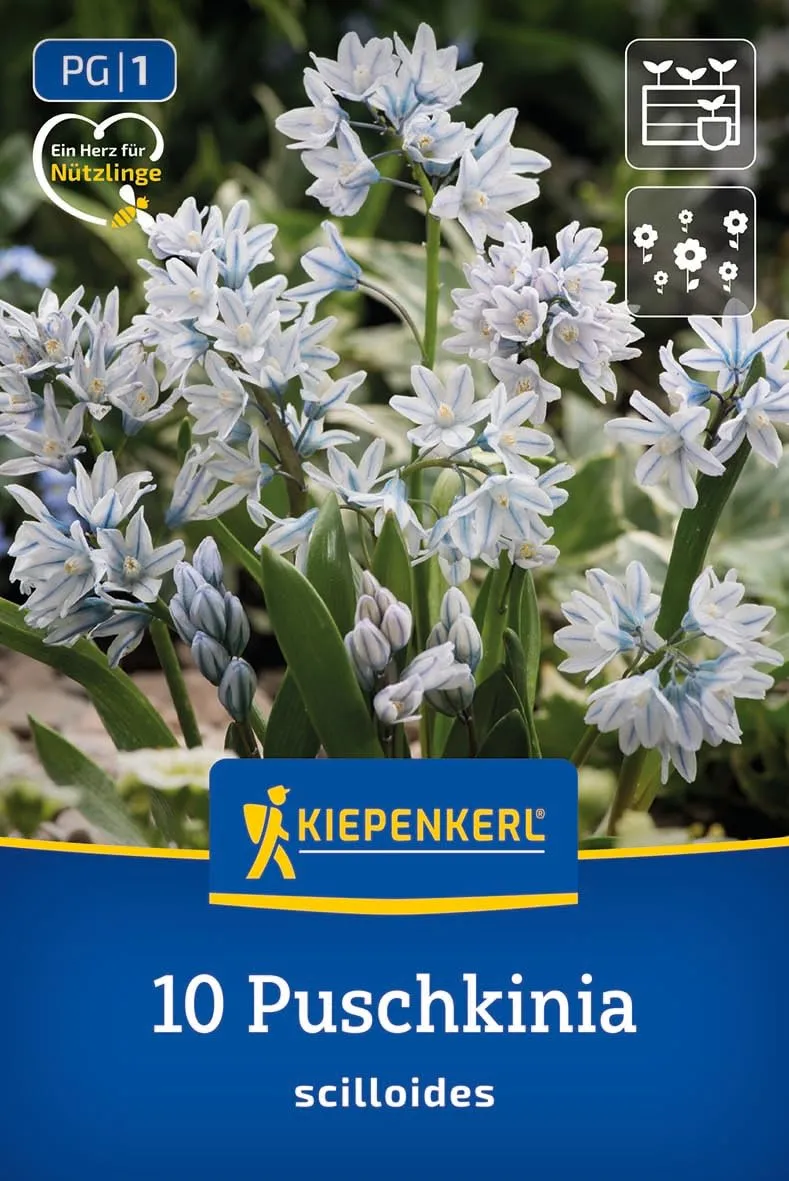 kiepenkerl-puschkinie-2775024-blumenzwiebeln-himmelblau-mehrj-hrig image 1