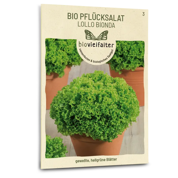 samen-maier-bio-pfl-cksalat-lollo-bionda-saatgut-f-r-folgesaaten image 1