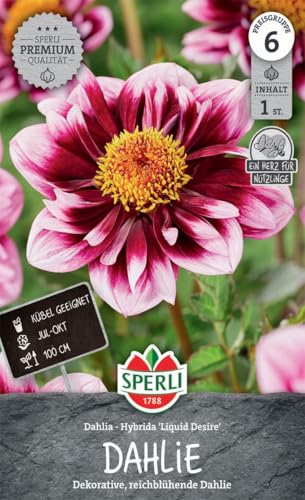 sperli-dahlie-liquid-desire-blumenzwiebel-halskrausen-dahlie-purpurviolett-ca-10 image 3