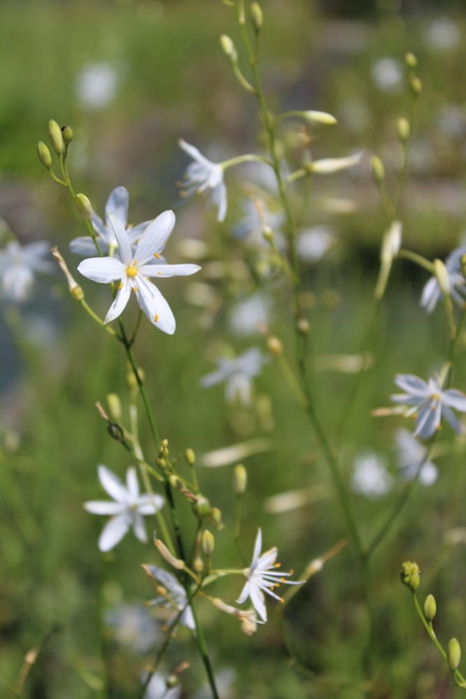 samen-maier-bio-stige-graslilie-anthericum-ramosum-topf image 3