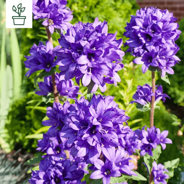 samen-maier-bio-kn-uel-glockenblume-dahurica-im-topf-campanula-glomerata image 1
