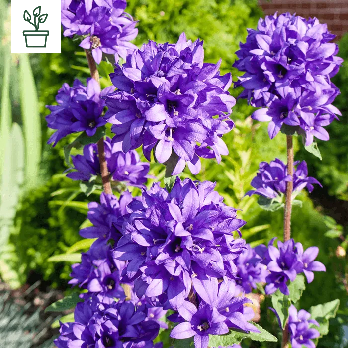 samen-maier-bio-kn-uel-glockenblume-dahurica-im-topf-campanula-glomerata image 1