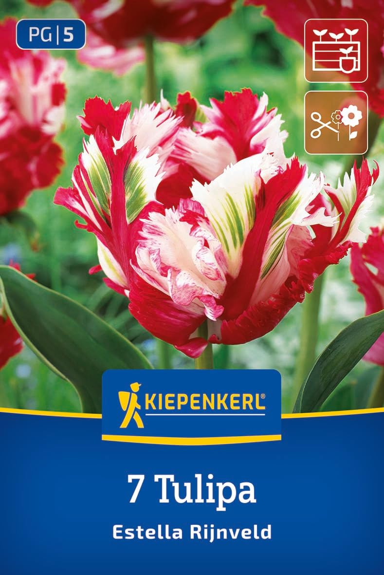 kiepenkerl-papagei-tulpe-estella-rijnveld-wei-rot-bis-50-cm-mai image 1