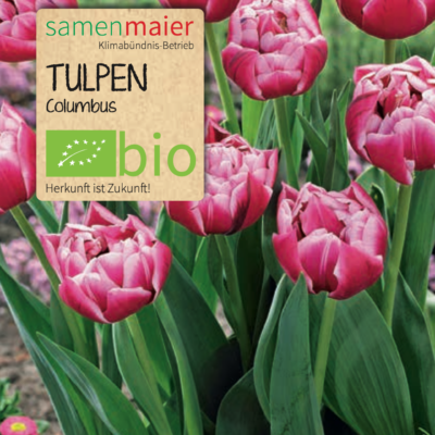 samen-maier-bio-tulpen-gef-llt-columbus-blumenzwiebeln image 2