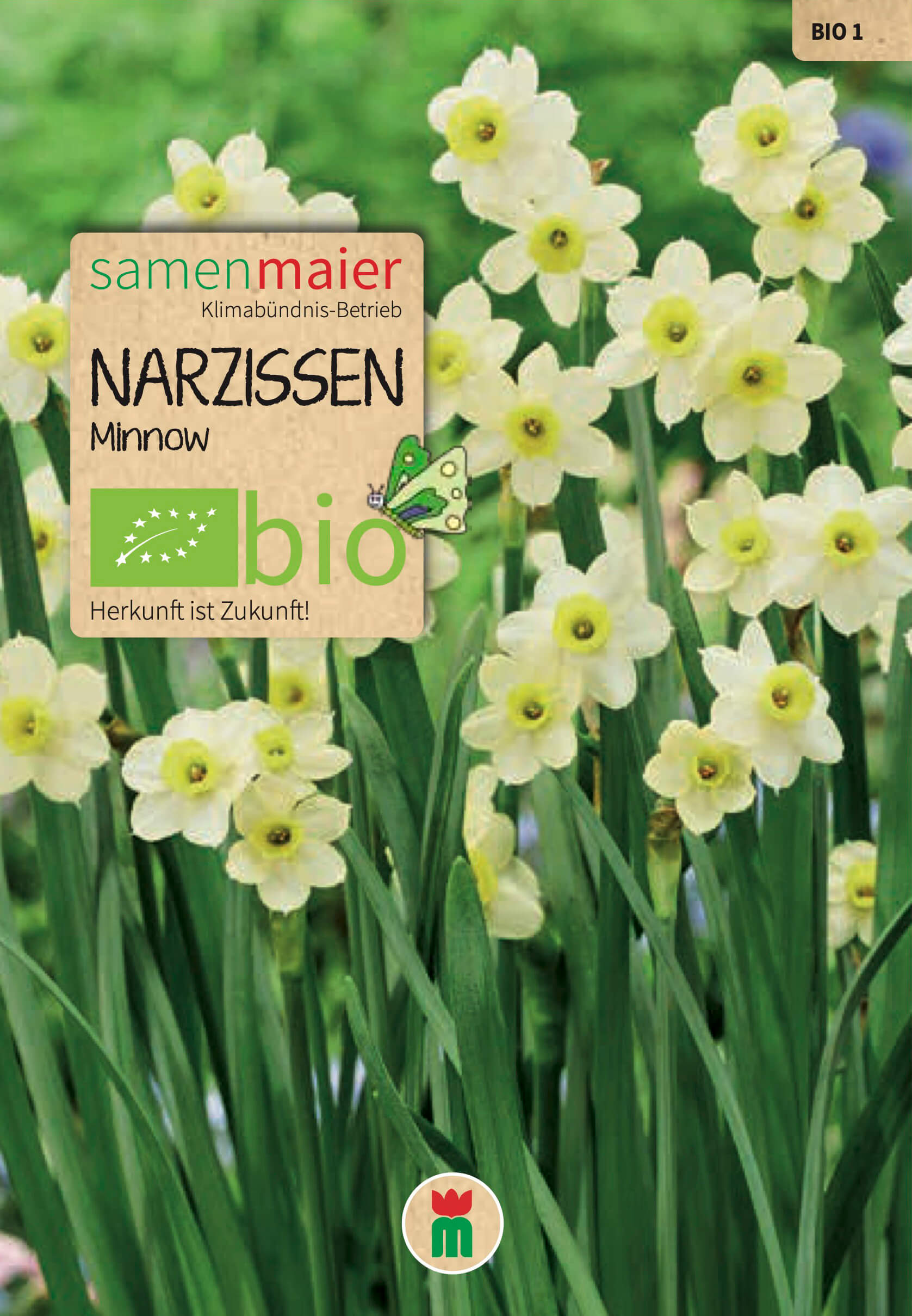samen-maier-bio-narzissen-minnow-blumenzwiebeln image 1