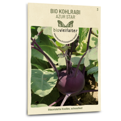 samen-maier-bio-kohlrabi-azur-star-violettes-gem-sesaatgut image 3