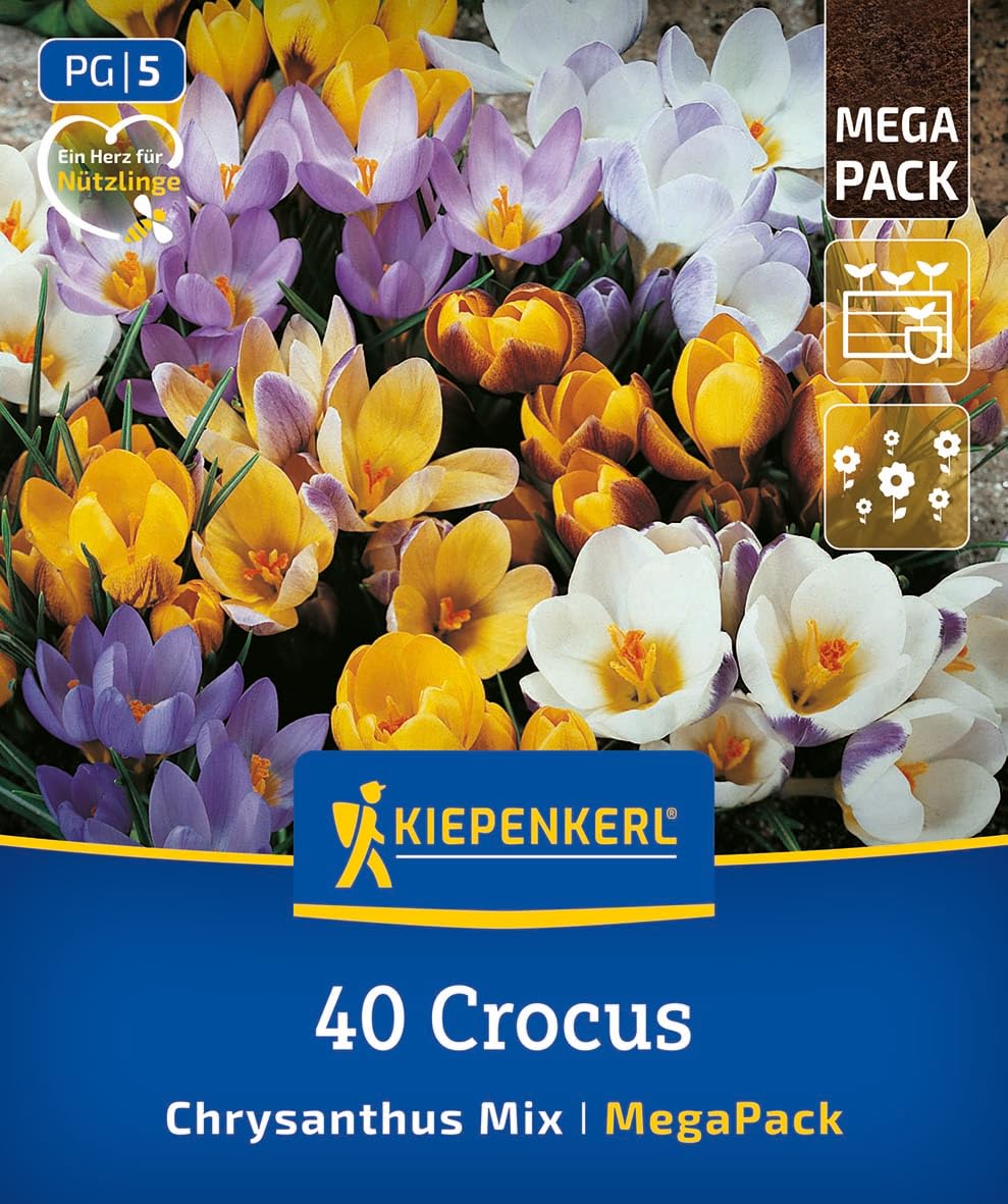 kiepenkerl-mega-pack-wildkrokus-mischung-blumenzwiebeln-gelb-wei-flieder-8-cm image 1