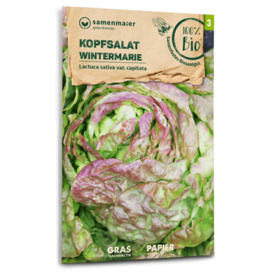 samen-maier-bio-kopfsalat-wintermarie-berwinterungssalat-saatgut image 3