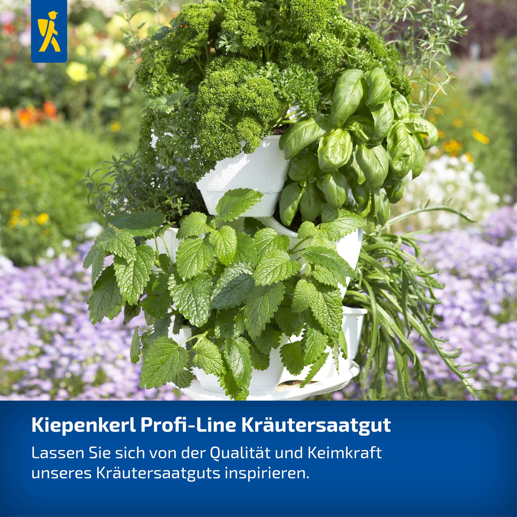 kiepenkerl-petersiliensamen-laura-1055630-glatte-powersaat-kr-utersamen-20-30-cm image 5
