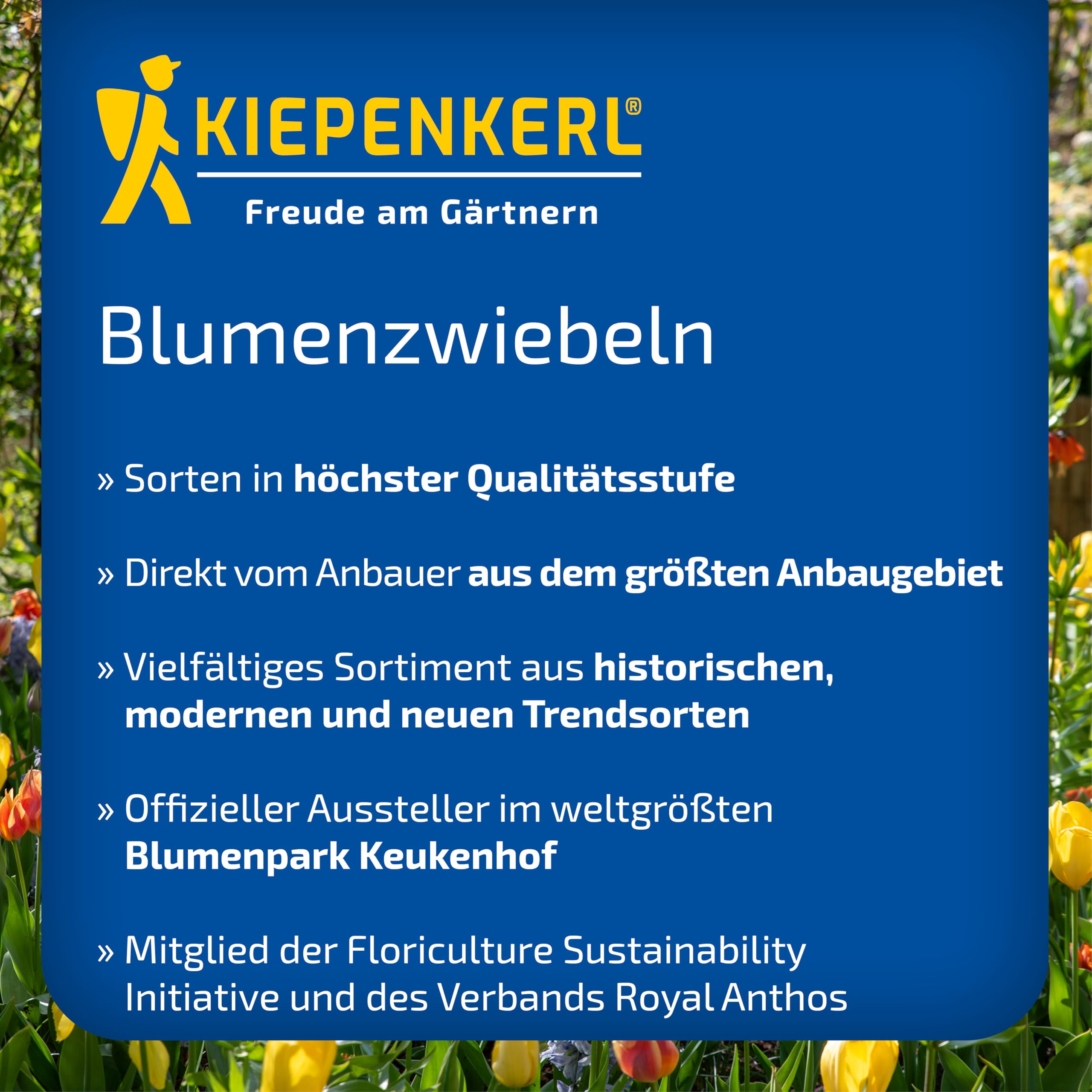 kiepenkerl-ranunkeln-candy-roses-mega-pack-30-gef-llte-knollen image 8