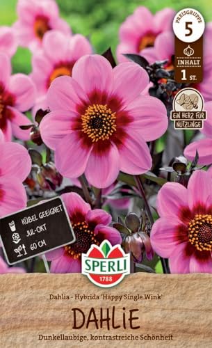 sperli-dahlie-hs-wink-dunkellaubig-60-cm-inhalt-f-r-1-pflanze image 3