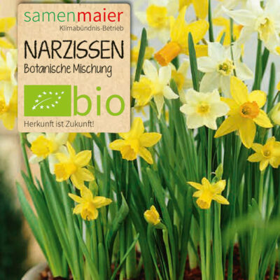 samen-maier-bio-narzissen-botanische-mischung-blumenzwiebeln image 2