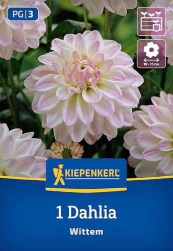 kiepenkerl-beet-k-bel-dahlie-wittem-blumenzwiebeln image 7