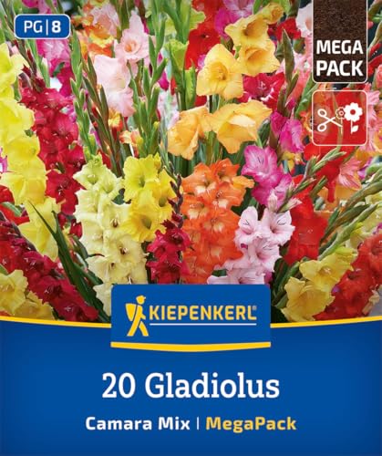 kiepenkerl-mega-pack-gladiolen-camara-mischung-gladiolenzwiebeln-mehrj-hrig image 7