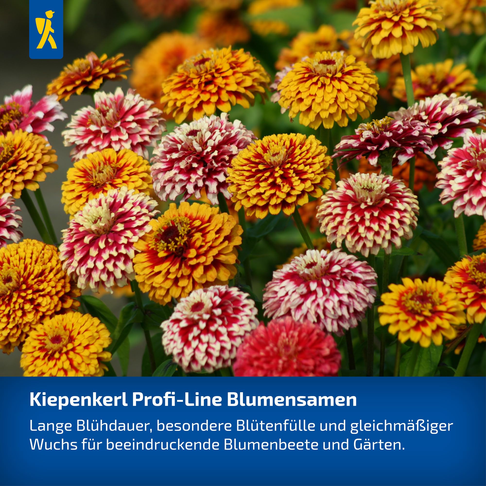 kiepenkerl-leinkrautsamen-licilia-red-1062940-sommerblumensaat image 5