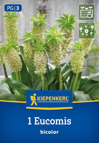 kiepenkerl-eucomis-bicolor-ananaslilie-blumenzwiebeln image 7