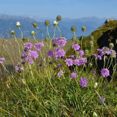 samen-maier-bio-glanz-skabiose-scabiosa-lucida-wildblume-im-topf image 2