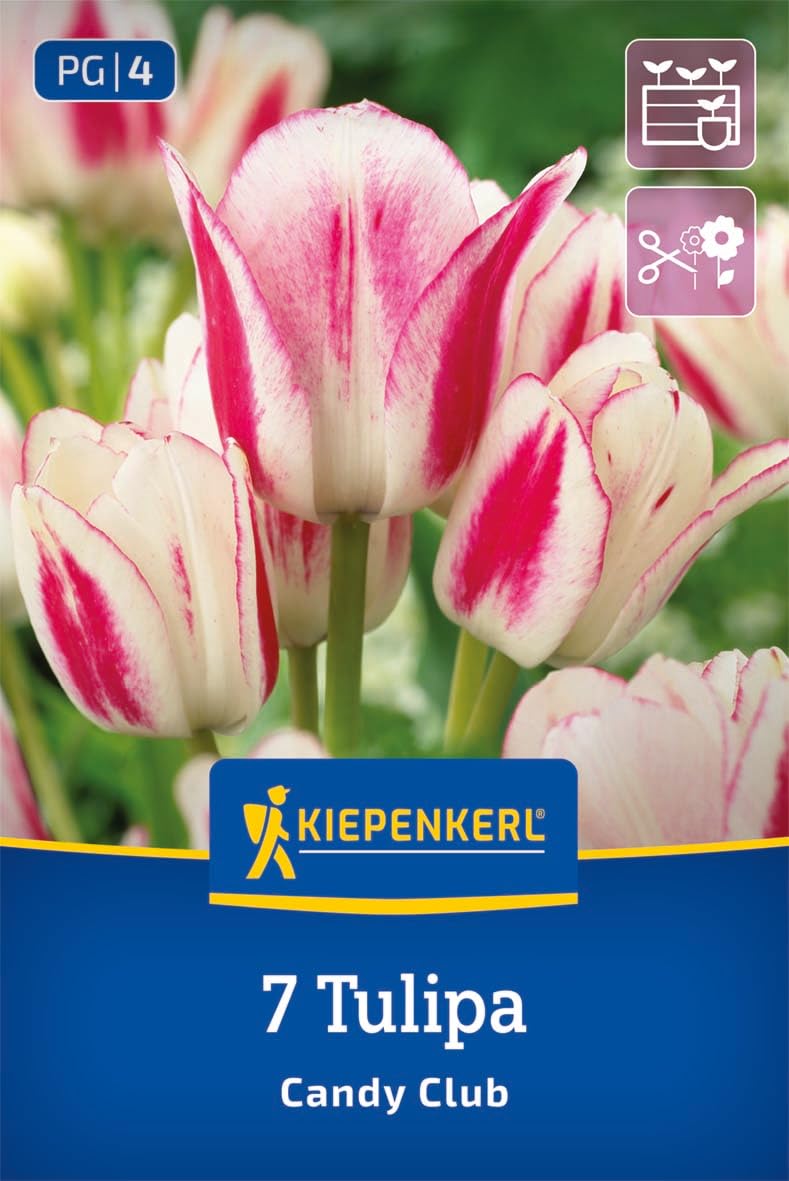 kiepenkerl-mehrbl-tige-tulpe-candy-club-cremewei-mit-roter-zeichnung-50-cm image 1