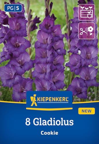 kiepenkerl-gladiole-cookie-3400008-blumenzwiebeln-dunkelviolett-100-cm image 7