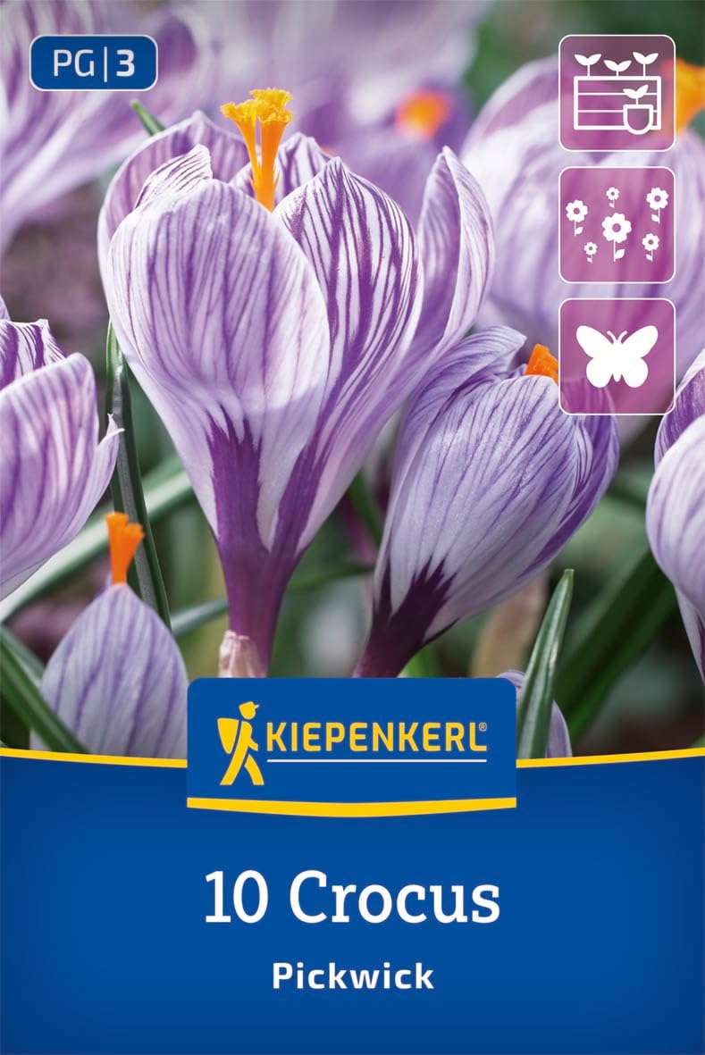 kiepenkerl-gro-blumiger-krokus-pickwick-2650016-blumenzwiebeln-m-rz-april-10-cm image 1