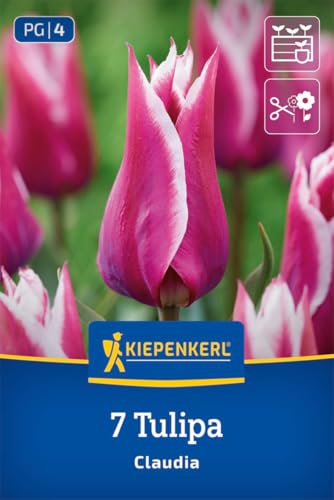 kiepenkerl-lilienbl-tige-tulpe-claudia-2000053-lila-wei-e-tulpenzwiebeln-50-cm image 8