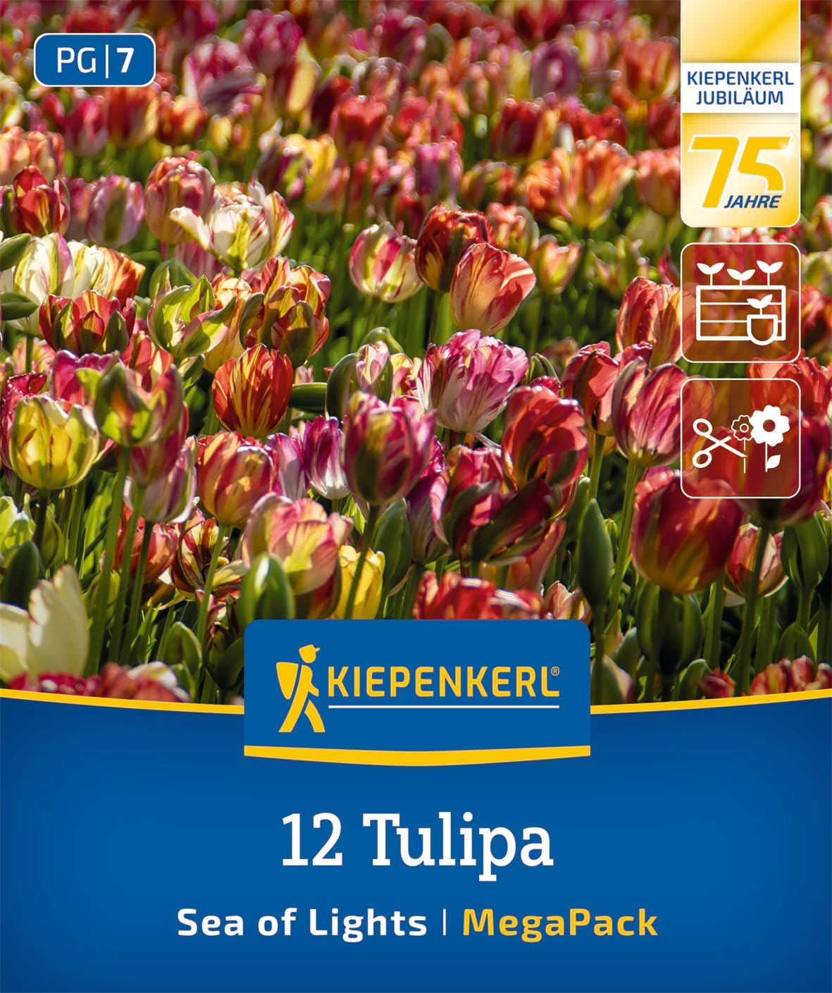 kiepenkerl-mega-pack-einfache-sp-te-tulpe-sea-of-lights-2875002-blumenzwiebeln image 1