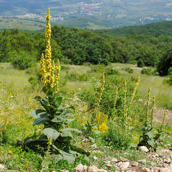 samen-maier-bio-echte-k-nigskerze-verbascum-thapsus-topfpflanze image 1