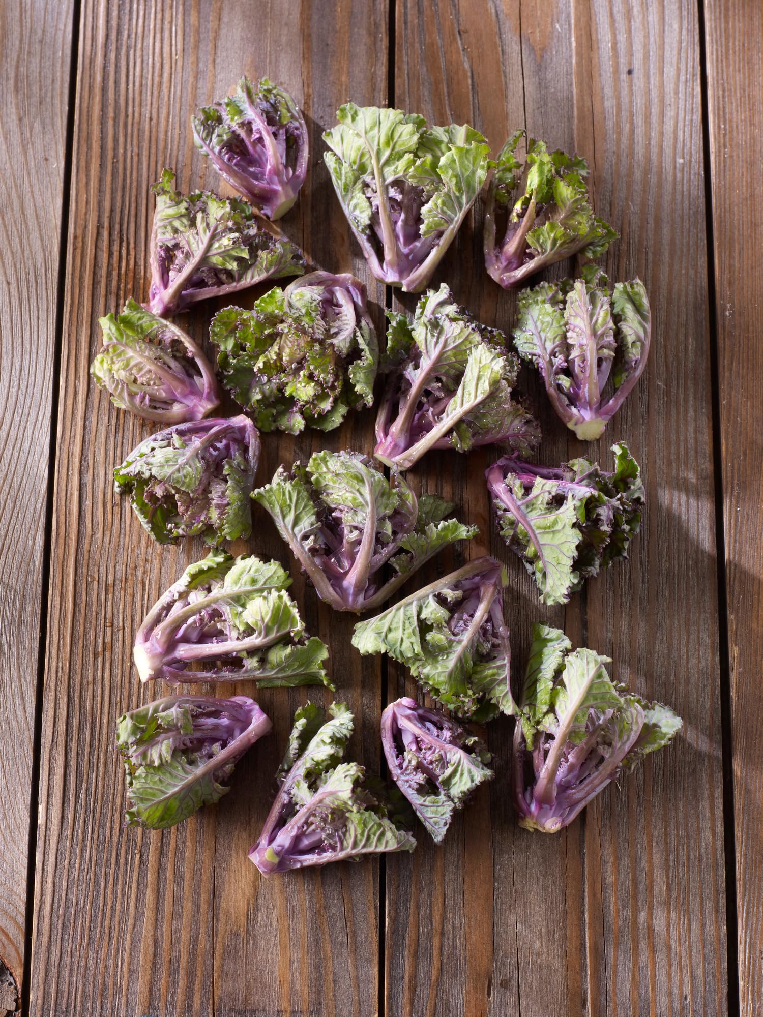 sperli-flower-sprouts-autumn-star-f1-rosenkohlsamen-81180 image 4