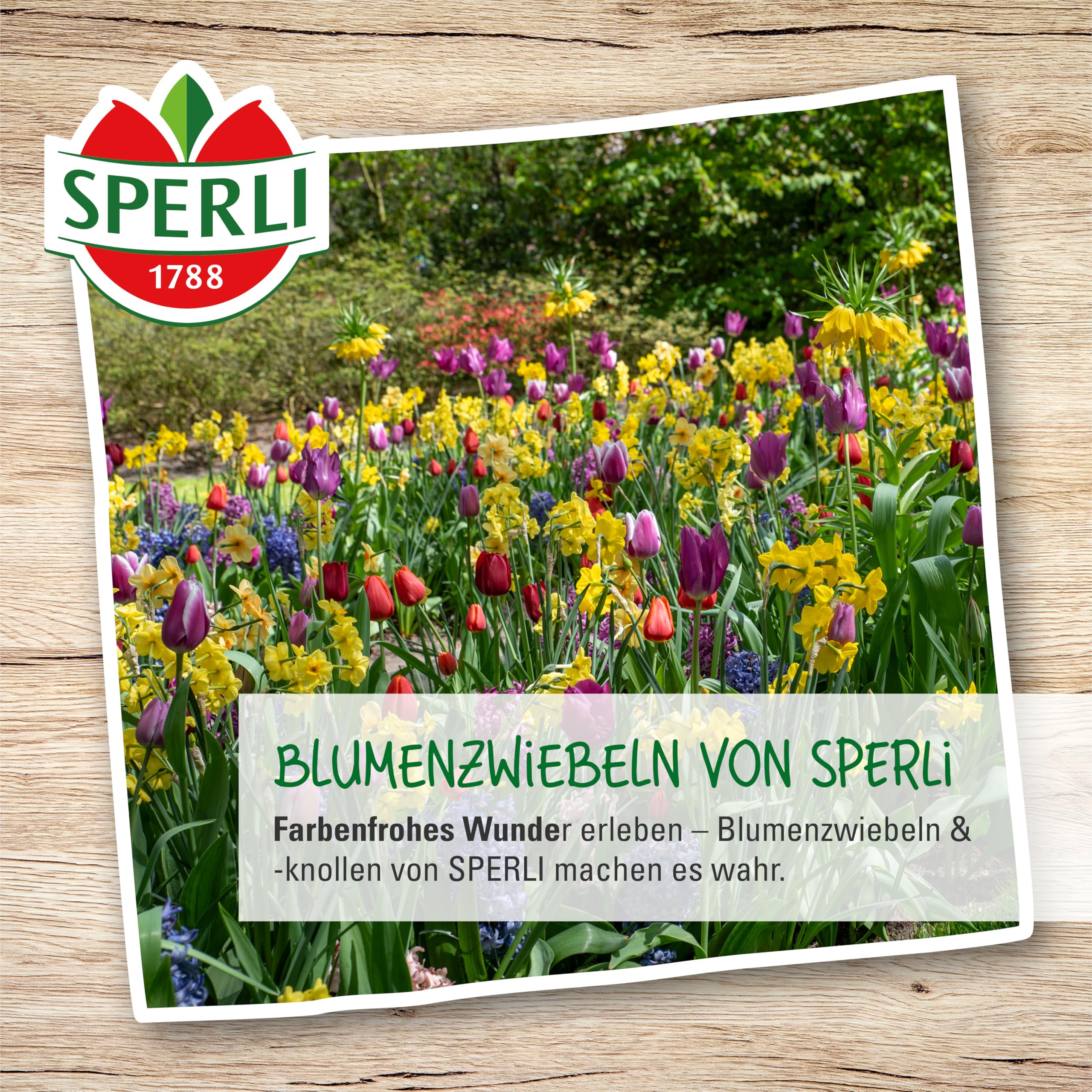 sperli-botanische-narzisse-jetfire-blumenzwiebeln-gelb-mit-orangeroter-trompete image 5