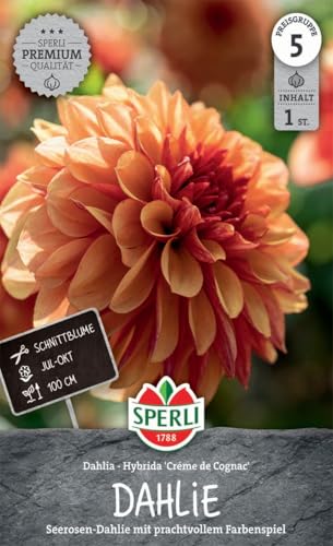 sperli-seerosen-dahlie-creme-de-cognac-266962-blumenzwiebel-f-r-1-pflanze-100-cm image 3