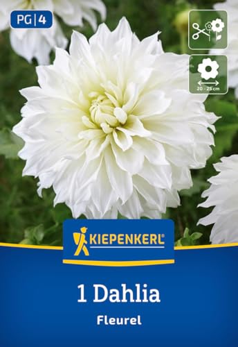 kiepenkerl-gro-bl-tige-dekorativ-dahlie-fleurel-blumenzwiebeln-wei-22-cm-bl-te-b image 7