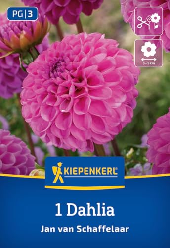 kiepenkerl-pompon-dahlie-jan-van-schaffelaar-blumenzwiebeln image 7