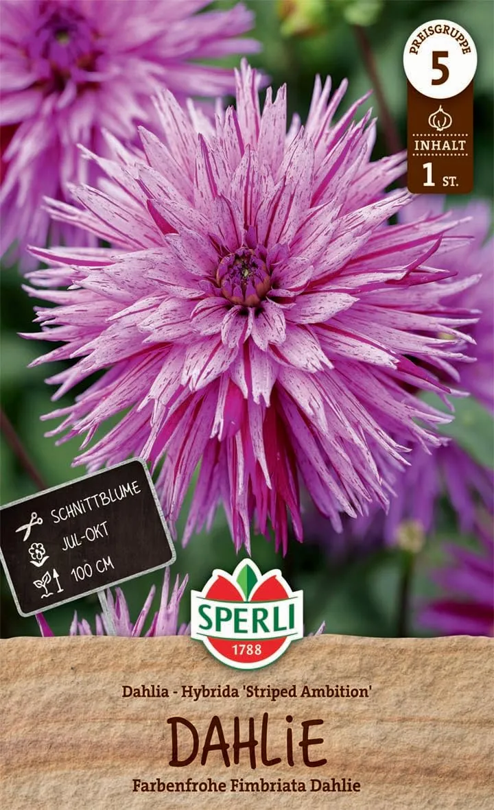 sperli-dahlie-striped-ambition-fimbriata-rosa-purpur-100-cm image 1