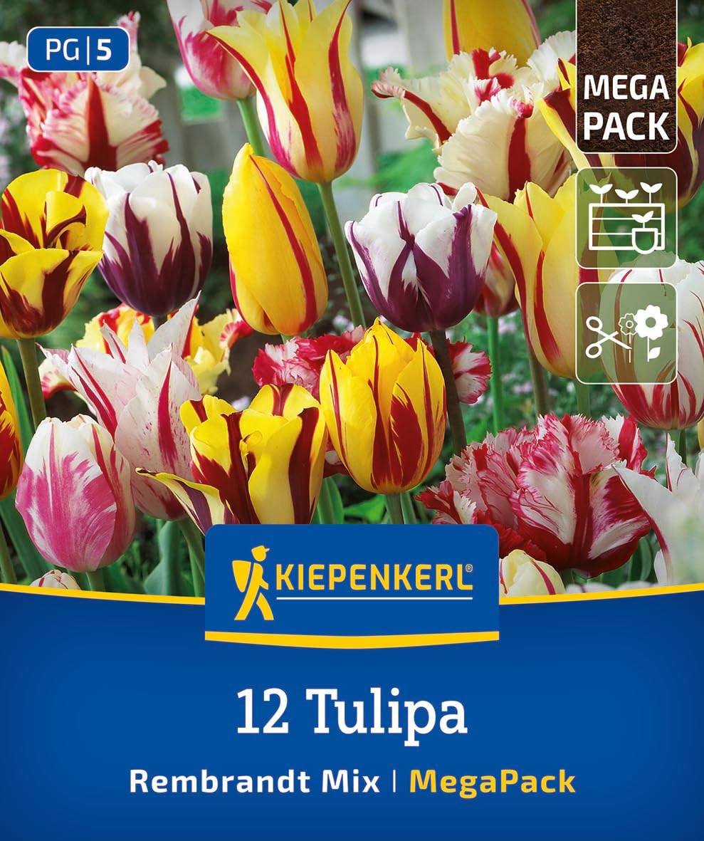 kiepenkerl-mega-pack-rembrandt-tulpen-mischung-blumenzwiebeln-12-st-ck image 1
