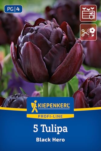 kiepenkerl-profi-line-gef-llte-sp-te-tulpe-black-hero-2000006-blumenzwiebeln image 7